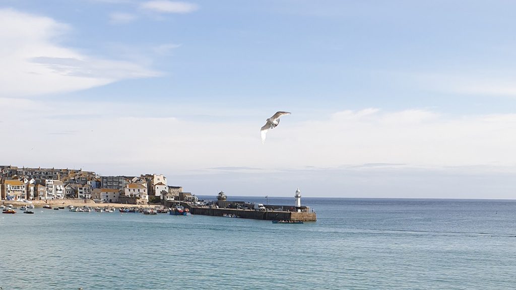 A seagull flying over a seaside town